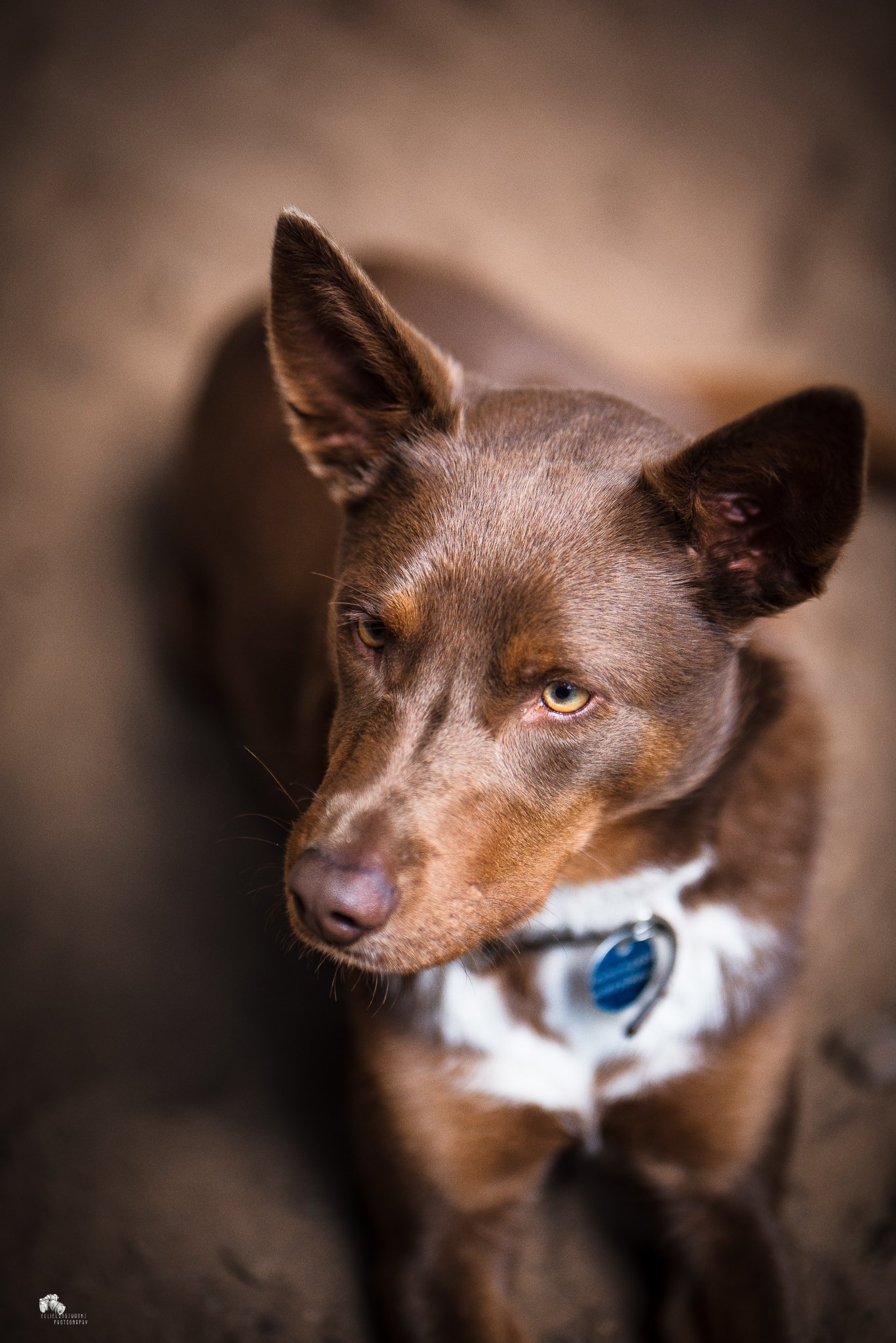 pets-3.jpg