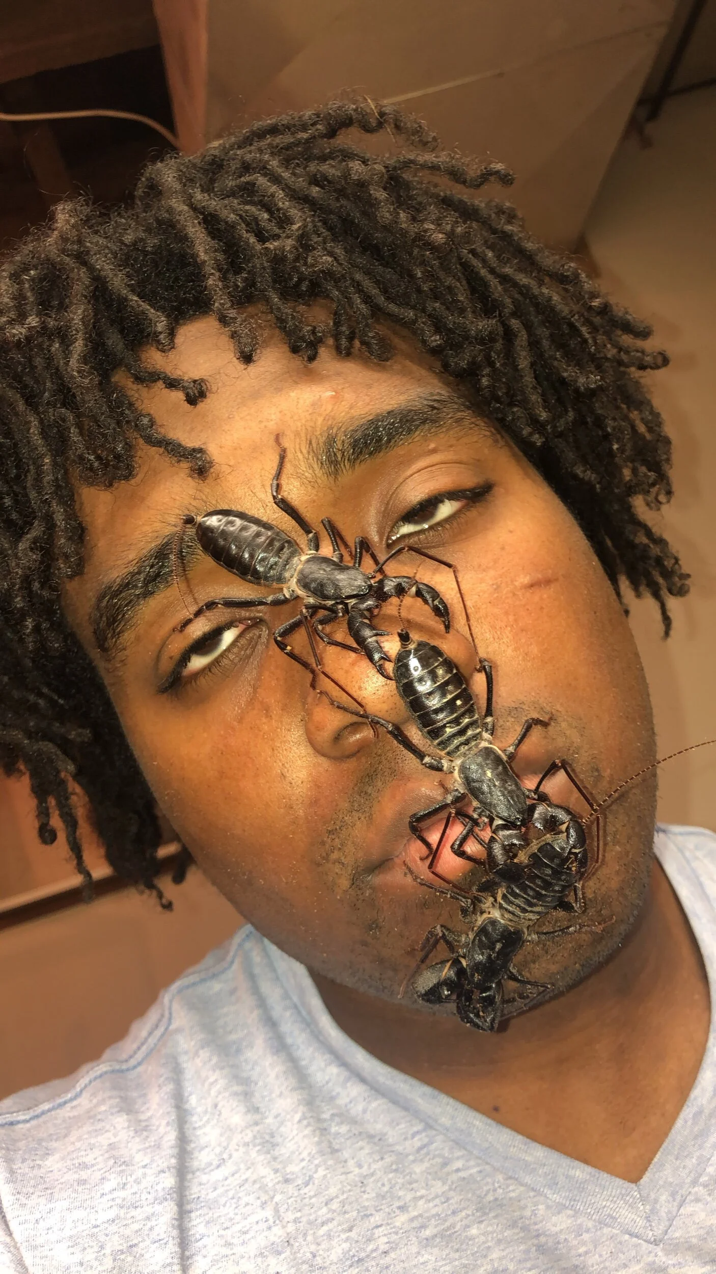 Feast your eyes on one of the coolest, yet unusual looking of the arachnids in the world, the Giant Vinegaroon (Mastigoproctus giganteus). All three of them are adults. Despite their scorpion-like appearance, vinegaroons aren’t actually scorpions at…