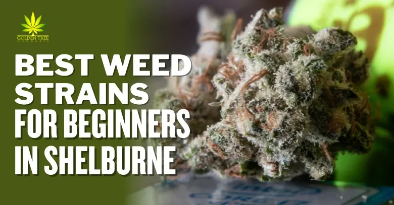 Best Weed Strains for Beginners in Shelburne