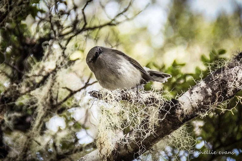 Riroriro, Shellie Evans.jpg