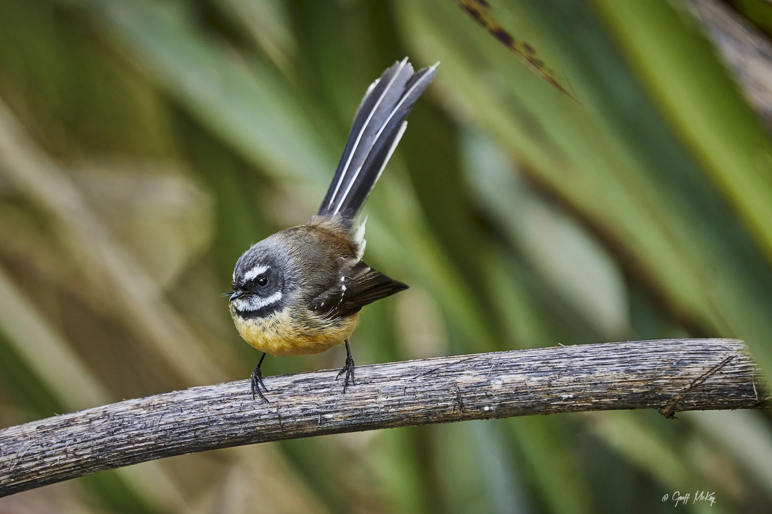 Pīwakawaka on Harakeke, Geoff McKay.jpg
