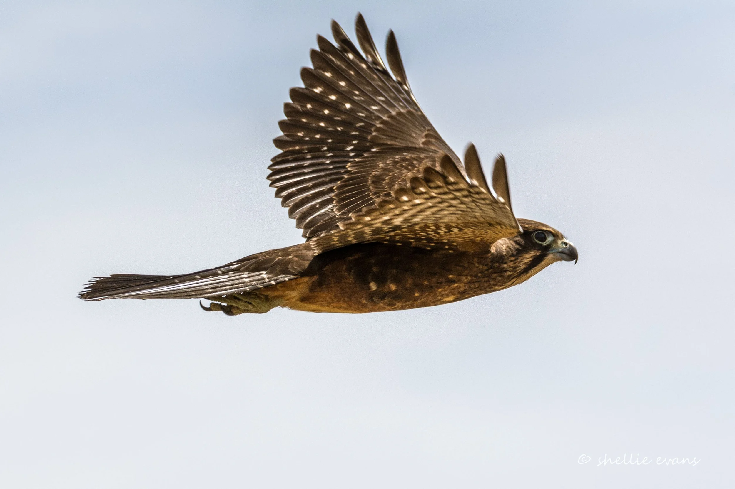 Kārearea2, Shellie Evans.jpg