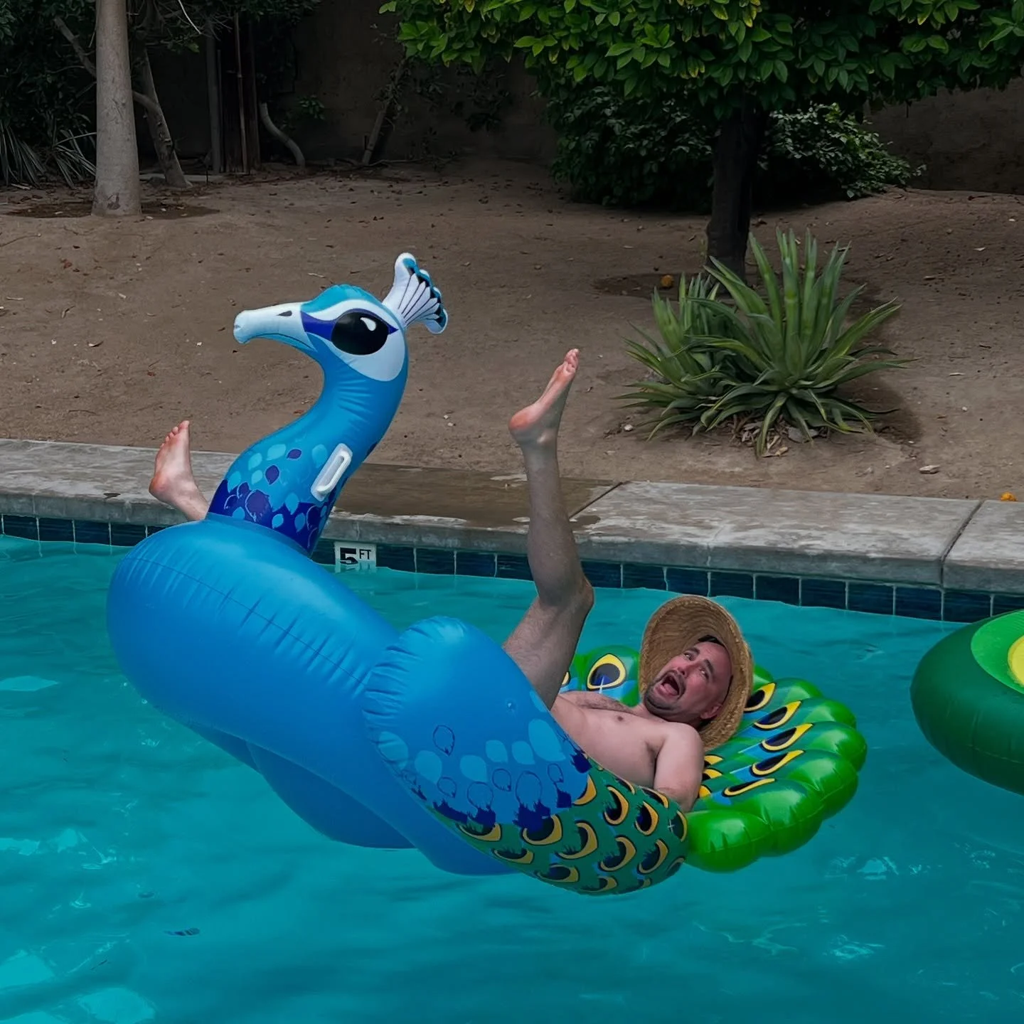 🦚 I tried making a cute photo of me on my peacock pool float. You get this of me capsizing instead
