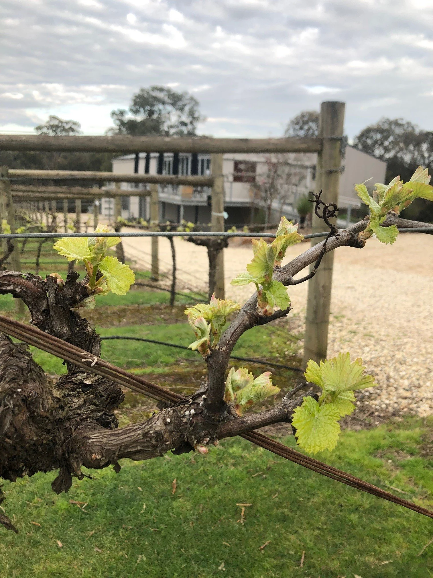 Spring in the vineyard 2 (1).jpg