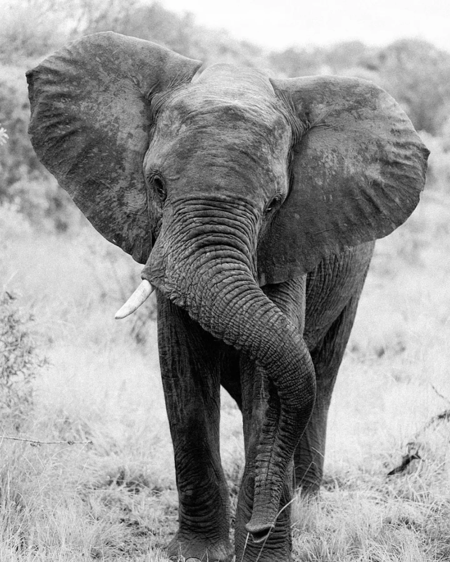 From the archives - a few of my favourite Editions.
Elephants, giraffes and zebras in Kenya. Penguins padding across the beaches of South Africa. Sunlight in Venice. Route 101 in California. Timeless shots of London. The French Riviera, New York sky