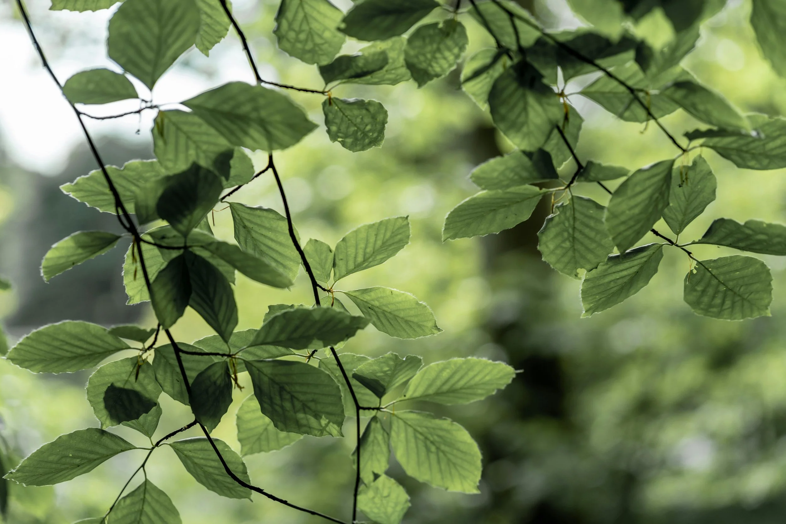 Psithurisme : écouter ce que les feuilles savent…