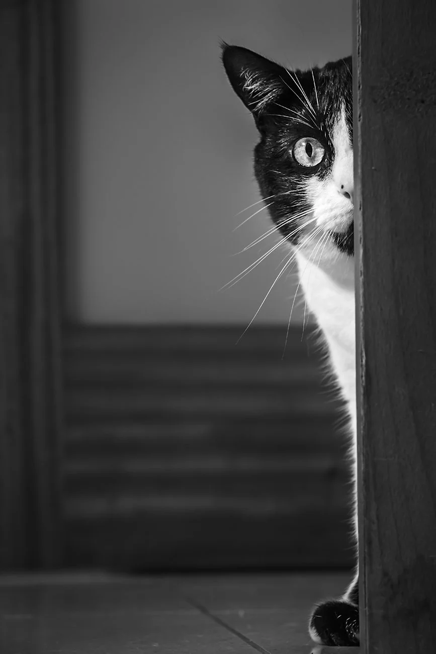 Gato preto e branco espreitando de trás de uma parede, com um olhar atento e curioso.