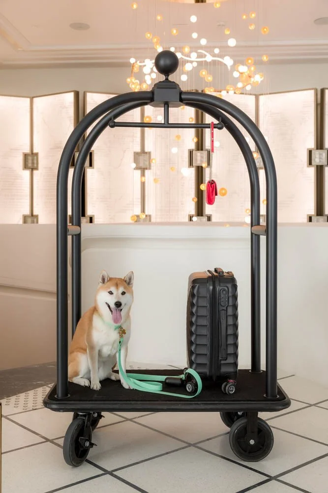 Cachorro Shiba Inu com coleira em um carrinho de transporte, ao lado de uma mala de rodinhas, dentro de um espaço com decoração elegante, possivelmente um hotel ou aeroporto.
