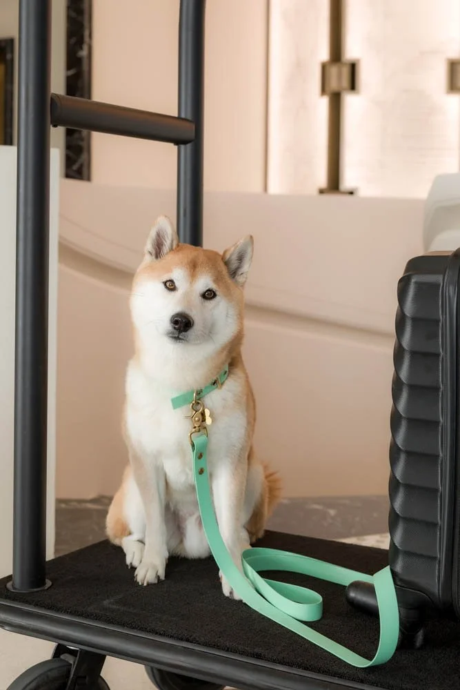 Cachorro de raça Huskies Siberianos sentado em um carrinho de bagagem com uma coleira verde e uma mochila preta ao lado.