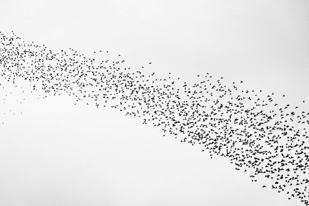 Aves voando em formação no céu claro