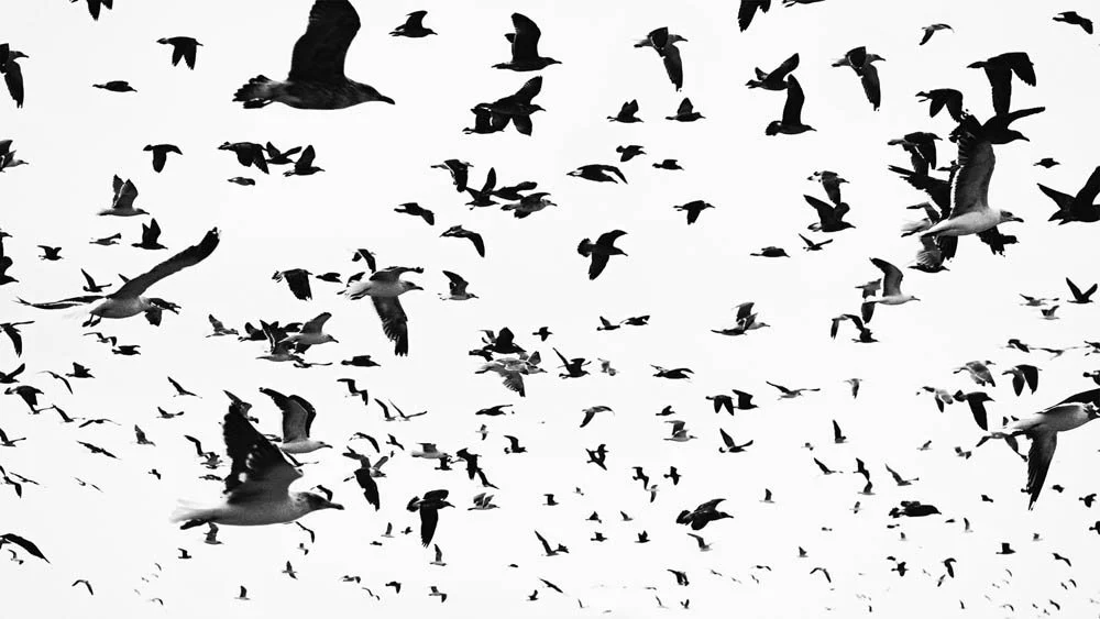 Grupo de pássaros voando em céu claro.