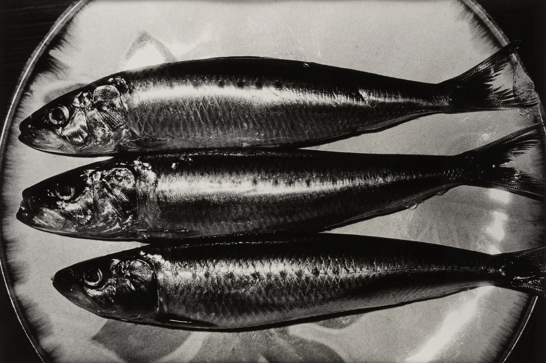 Daido Moriyama. Sardine, Shibuya-ku, Tokyo, 1984 (DM05)