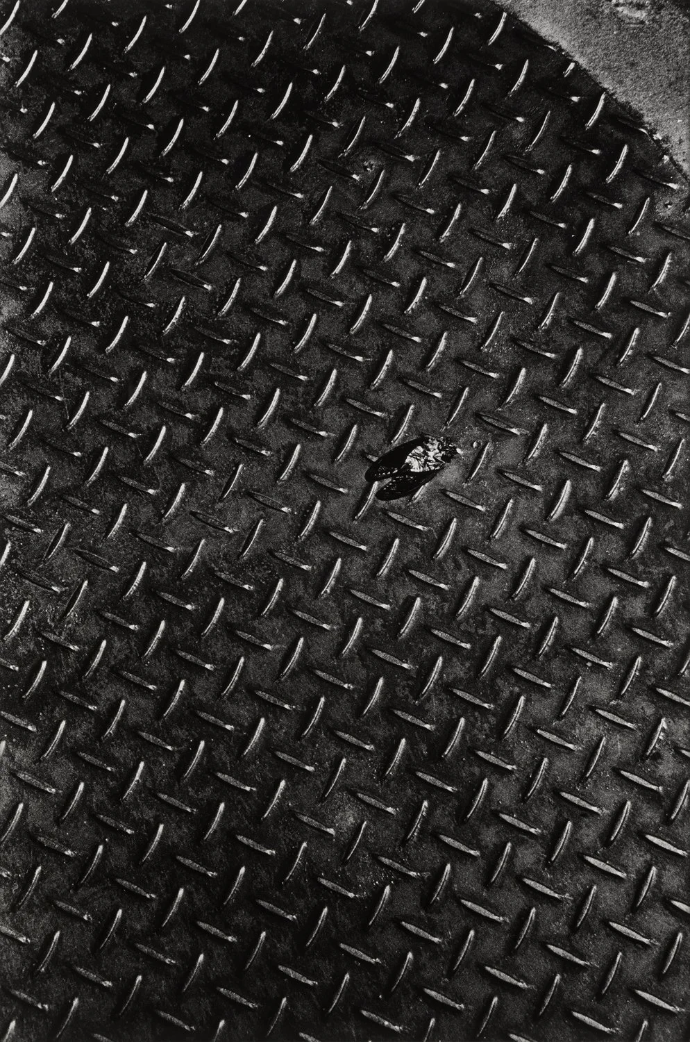 Daido Moriyama. Cicada, Zushi City, Kanagawa, 1989 (DM18)