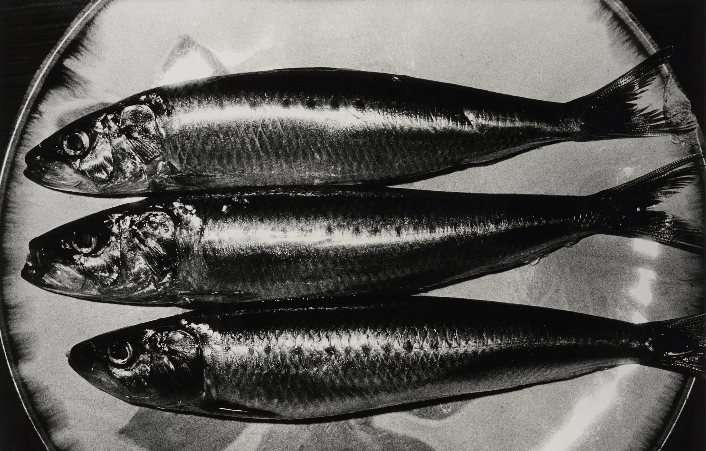 Daido Moriyama. Sardine, Shibuya-ku, Tokyo, 1984