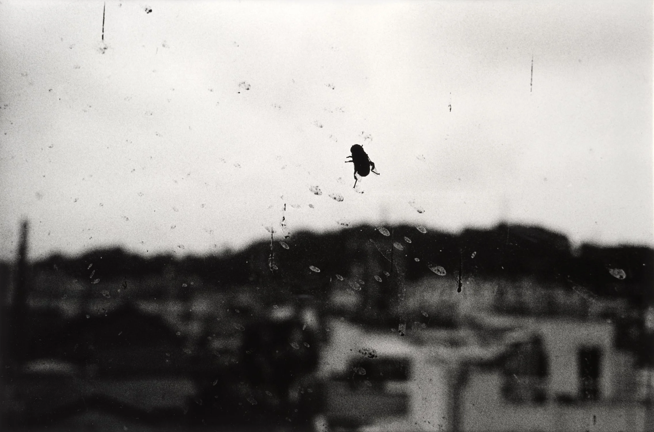Daido Moriyama. Fly, Sura City, Nagano, 1982 (DM01)
