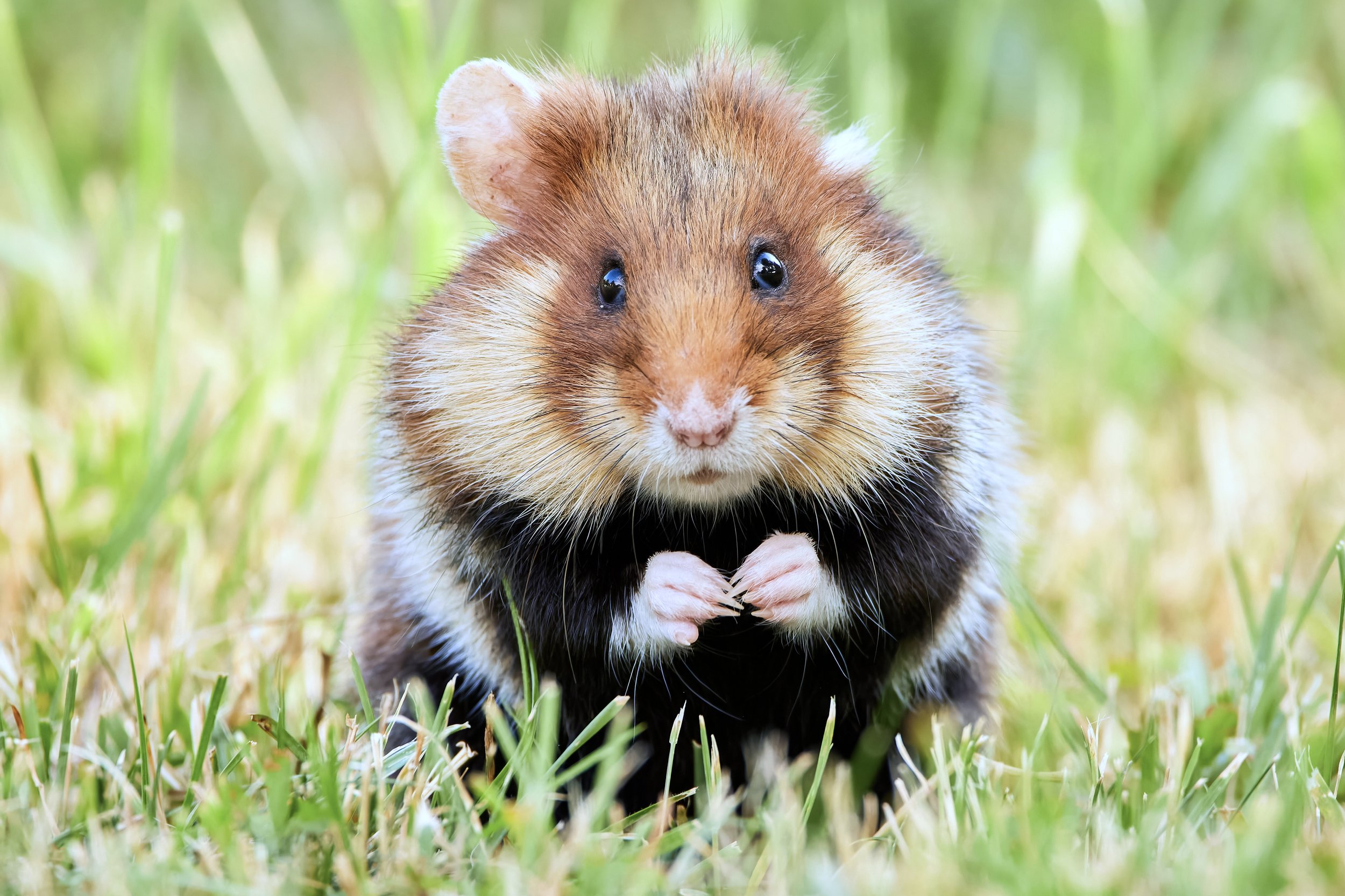 Ein Feldhamster sitzt auf grünem Gras und schaut in die Kamera.