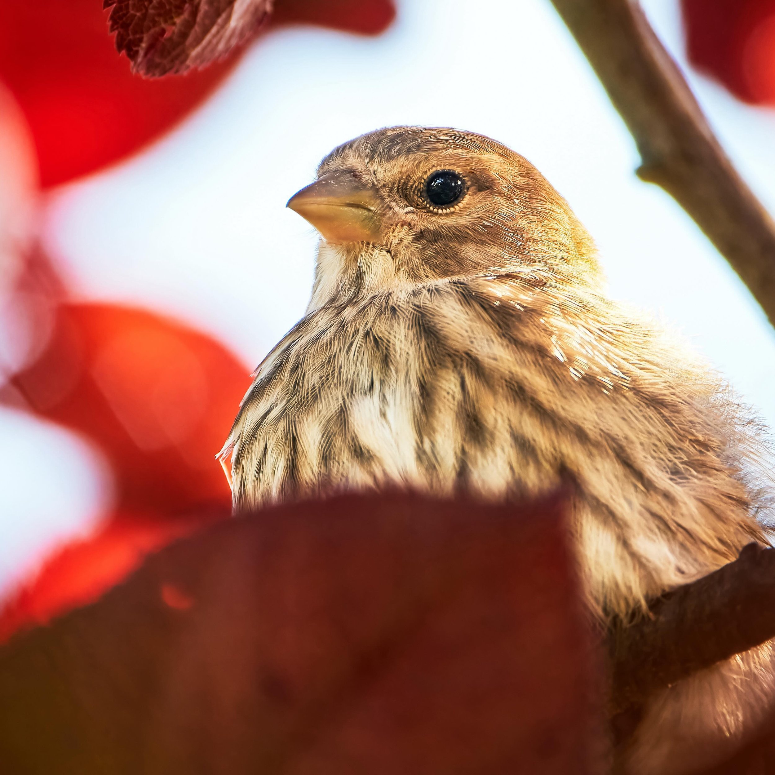 🇩🇪🇦🇹🇨🇭Grauammer / 🇬🇧 Corn Bunting / 🇻🇦Emberiza calandra

#grauammer #cornbunting #emberizacalandra #merlin #birdphotography #birdohotographer #birdsofinstagram #naturepic #naturephotography #naturfoto #naturfotografie_deutschland
#vogelfoto