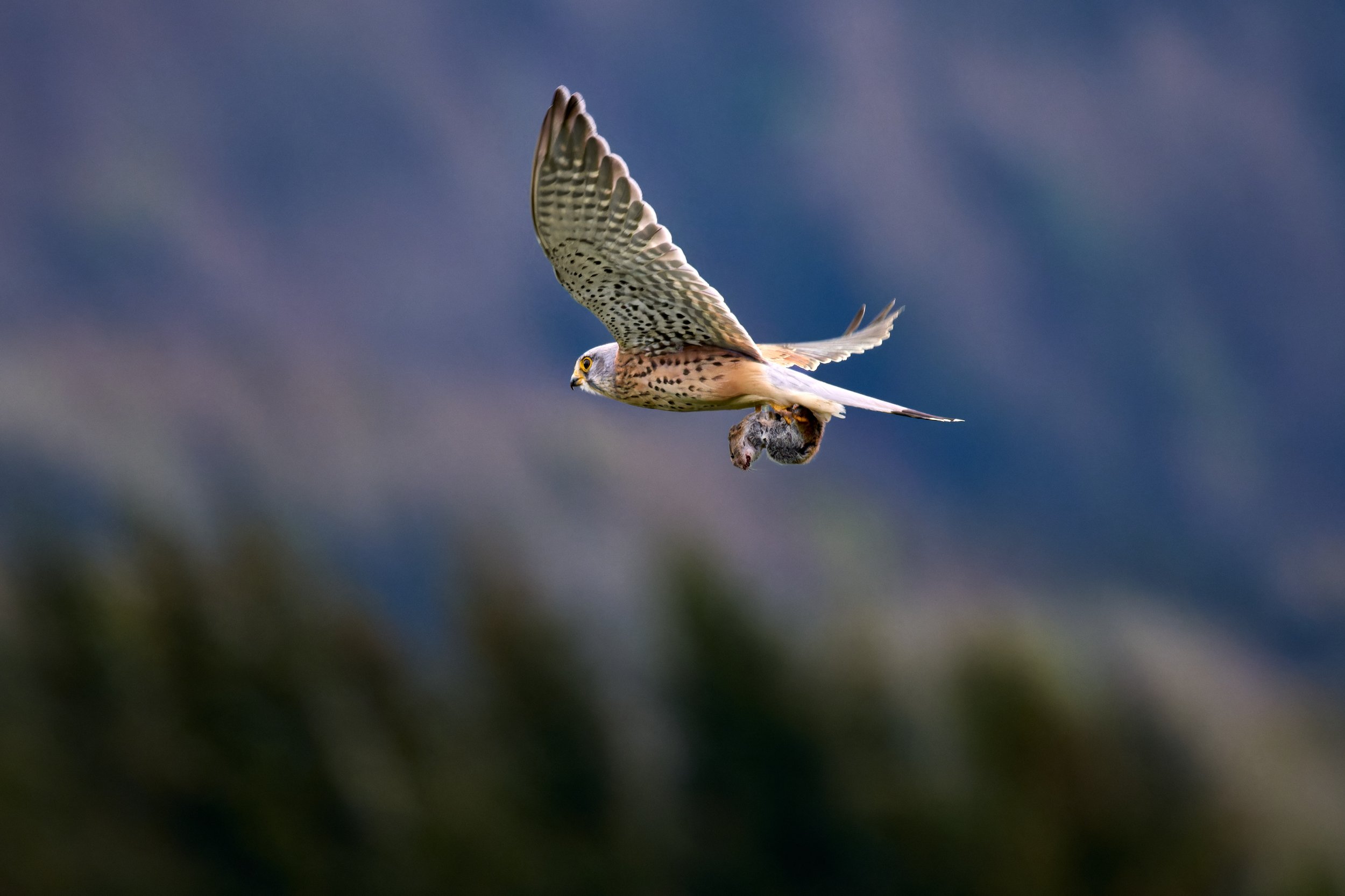Ein Greifvogel fliegt mit Beute, einer kleinen Maus, vor einem bewölkten Himmel.