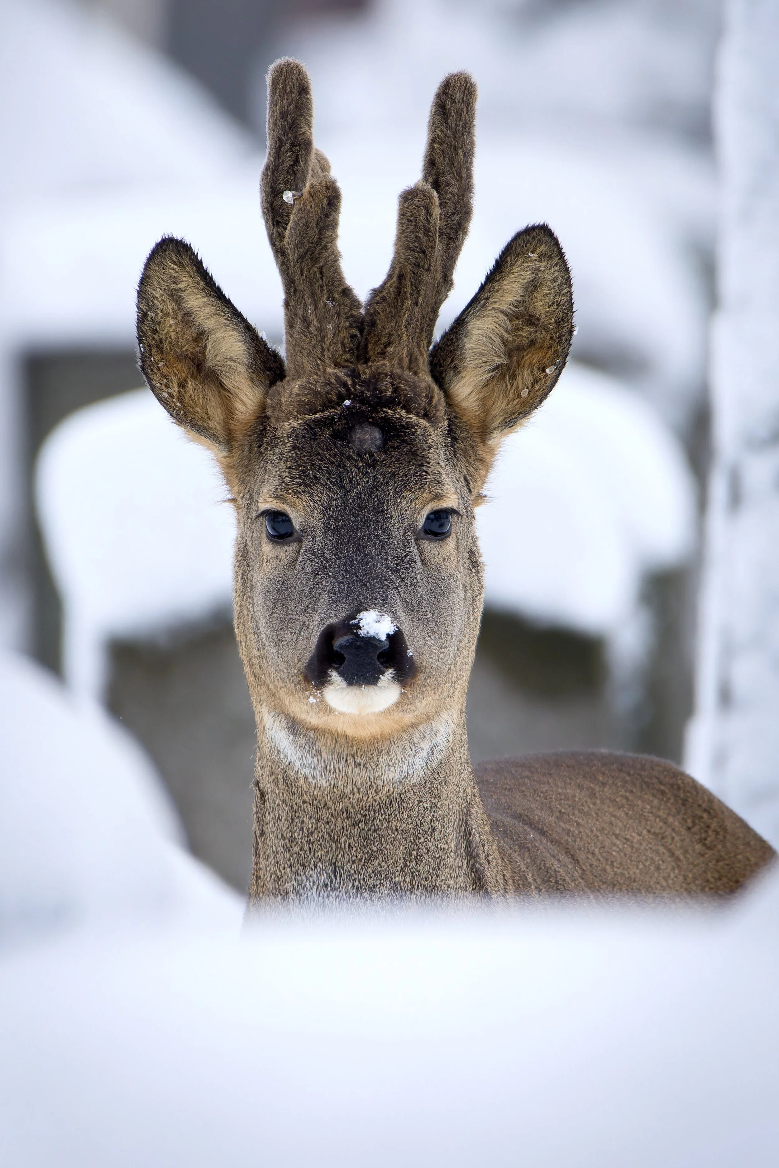 reh foto website.jpg