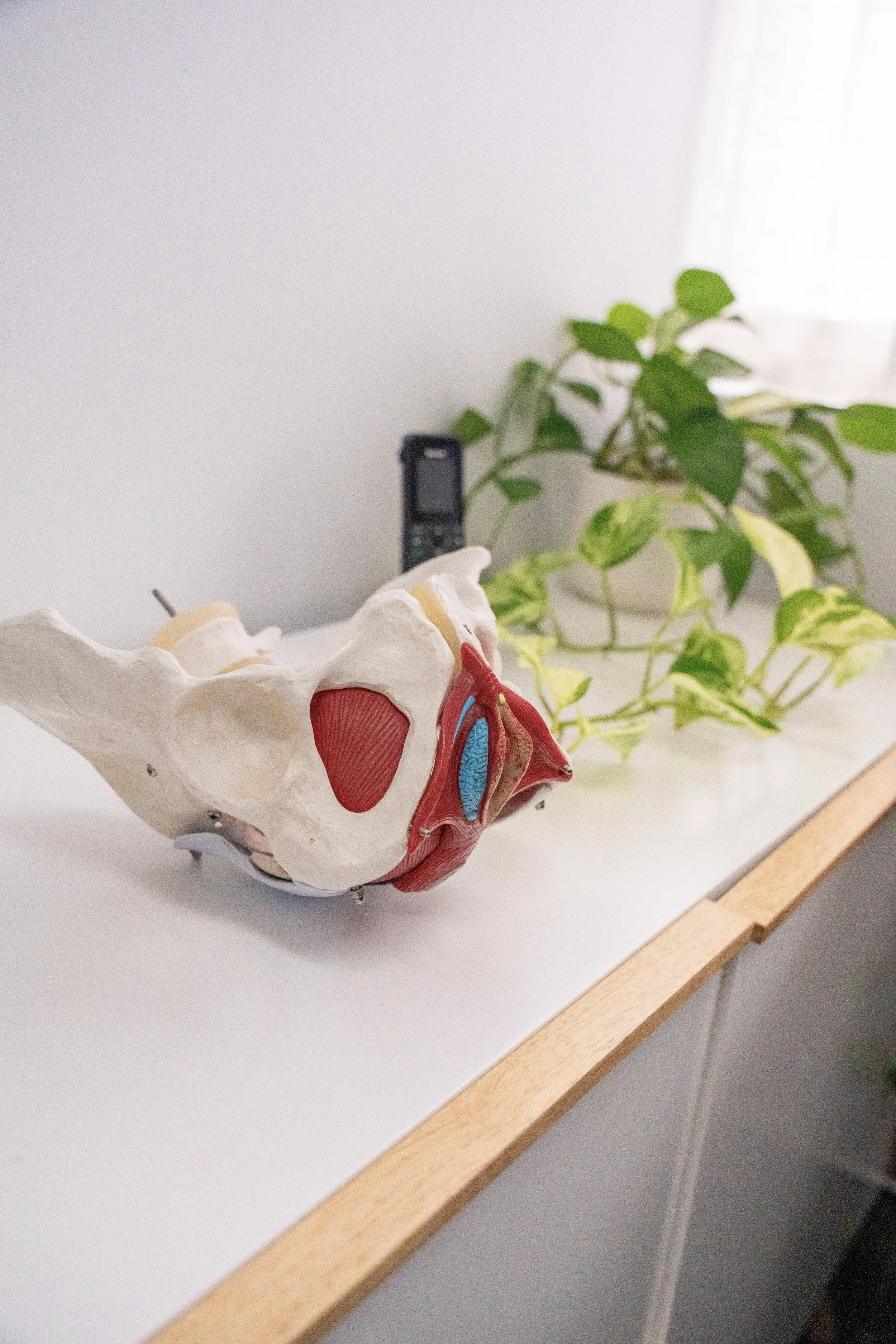 What to Expect from Pelvic Health Physiotherapy (and What You Don’t Have to Worry About)