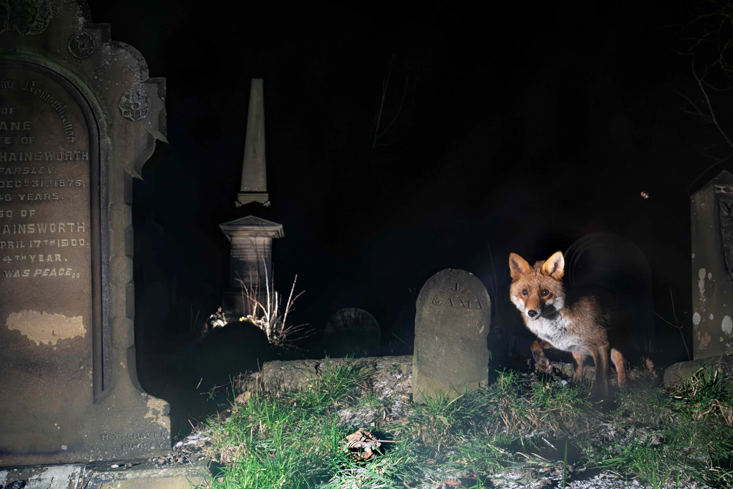 The Fox - Sometimes, something really connects… 