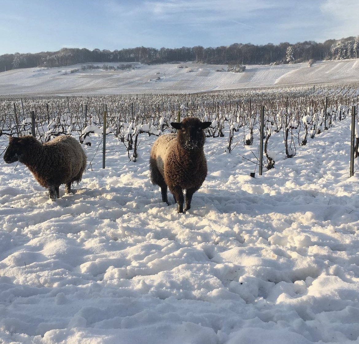 Die besten Mitarbeiter auf den Rebflächen der Champagne im Winter: Schafe.