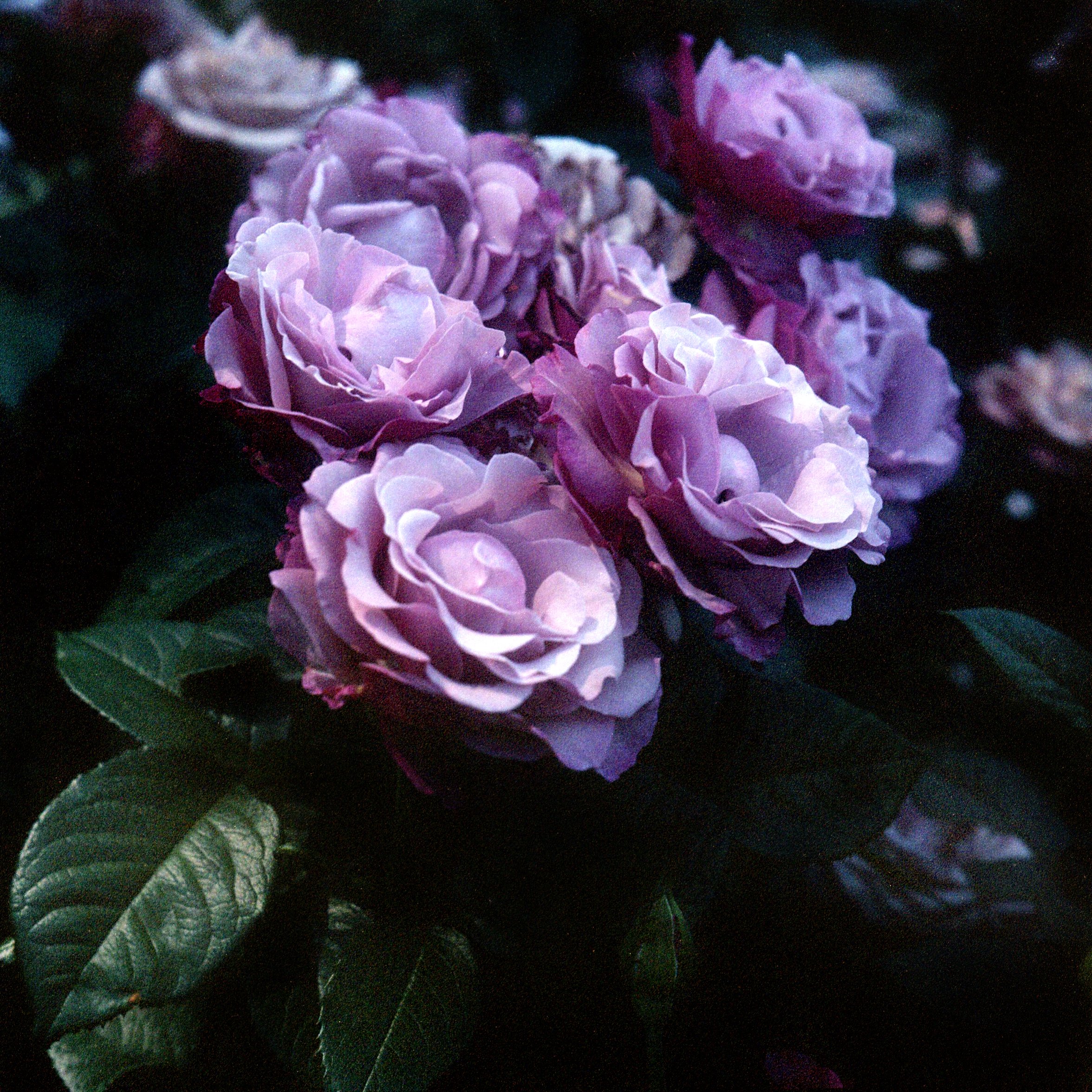 Mia&Mitch_Portland_Oregon_2019_10.jpg