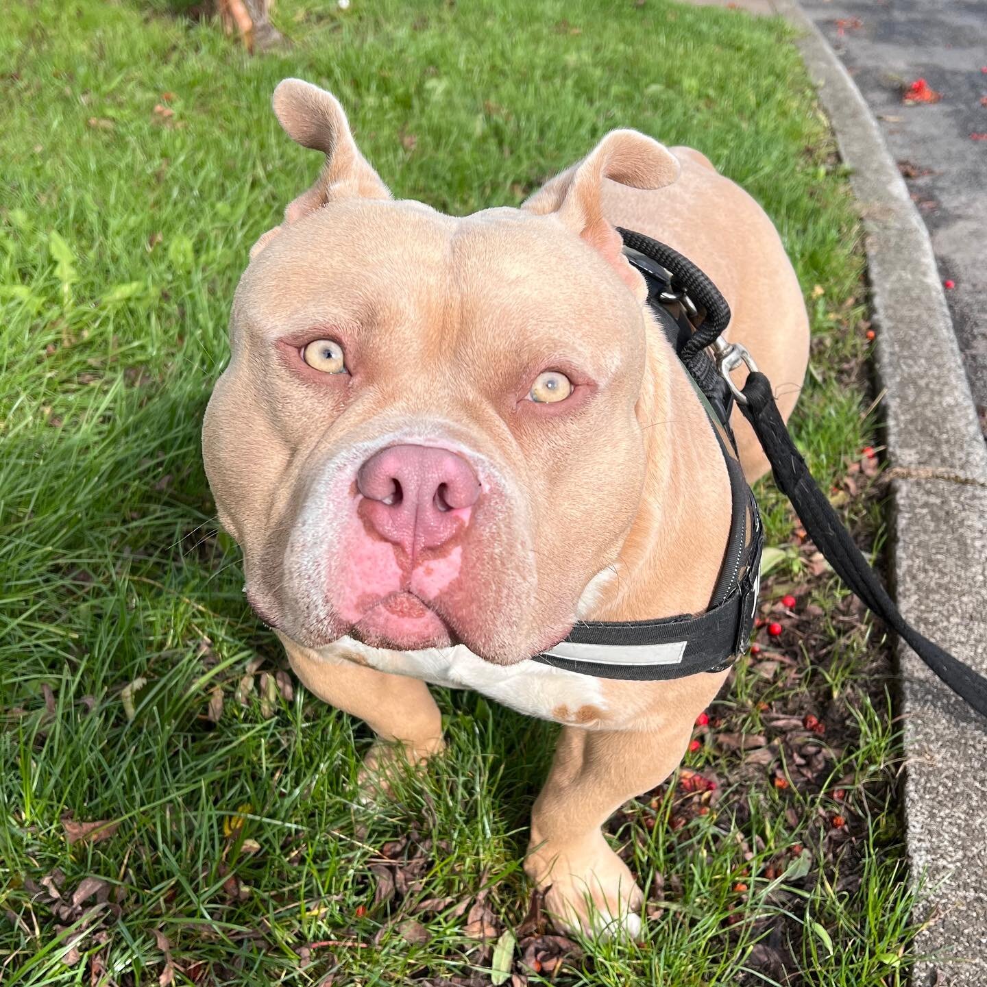 I had a recall session with Cash a 15 month old pocket Bully today. He has to be one of the most polite, friendly and gentle dogs I have ever met.
#pocketbully #pittbullmix