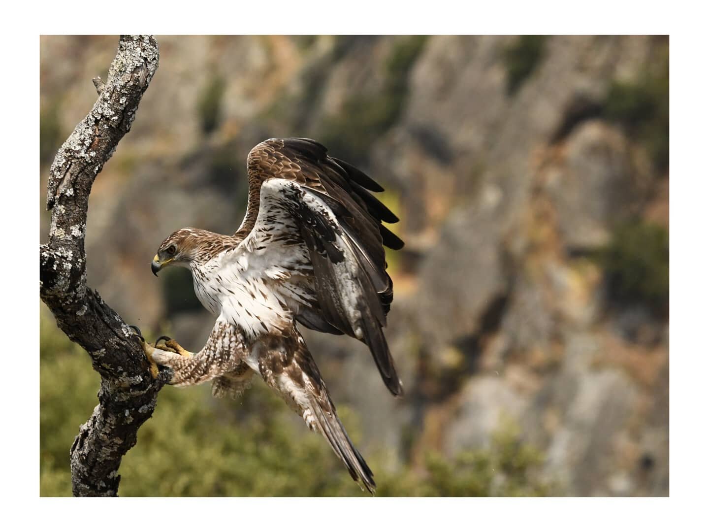 &Aacute;guila perdicera 

Este fin de semana estuve en Arribes del Duero filmando &aacute;guila perdicera para el documental en el que estoy trabajando.

#fujifilm  #fujifilmxt4  #fujinon100400  #nature  #wildlifephotography  #wild #eagle