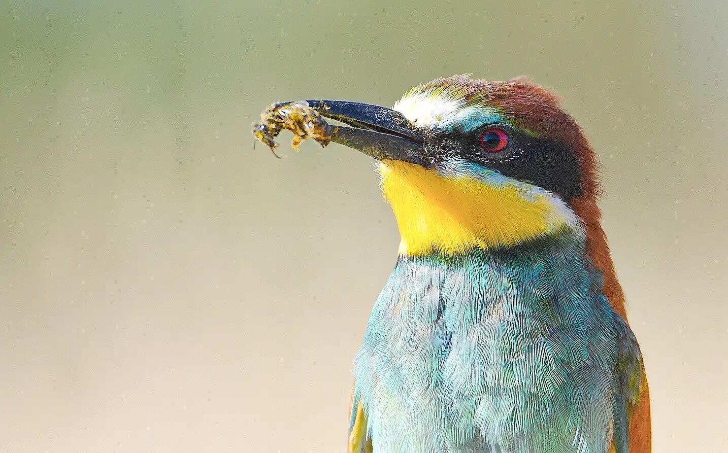 Abejaruco europeo. Merops apiaster