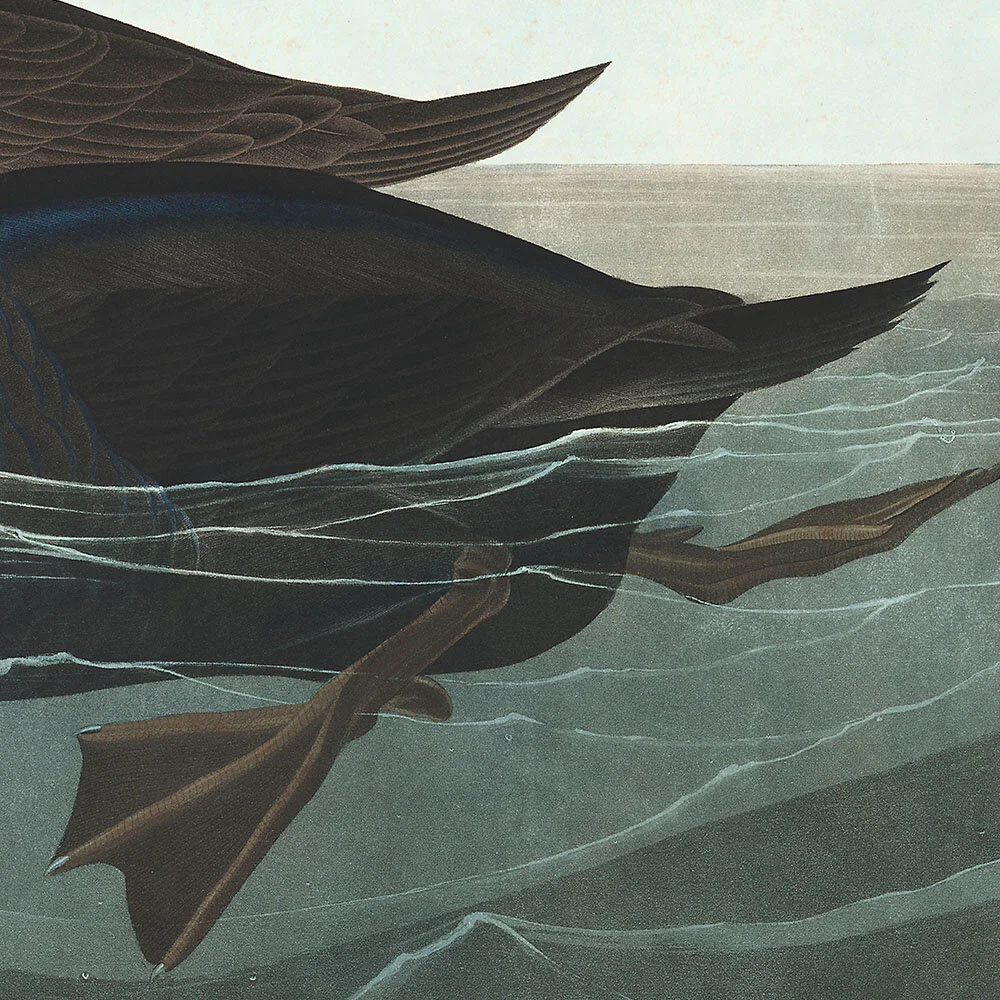 American Scoter Duck | Audubon Art Plate 408