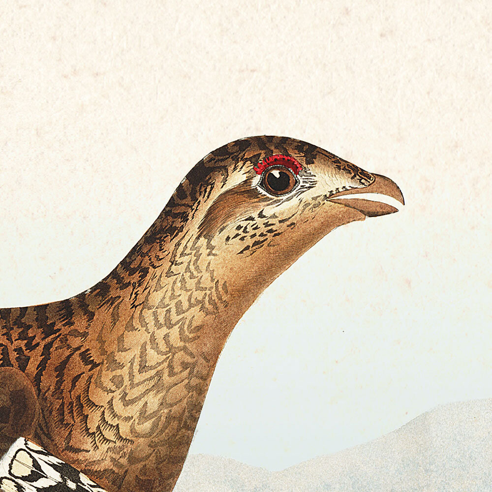 Sharp Tailed Grous | Audubon Art Prints