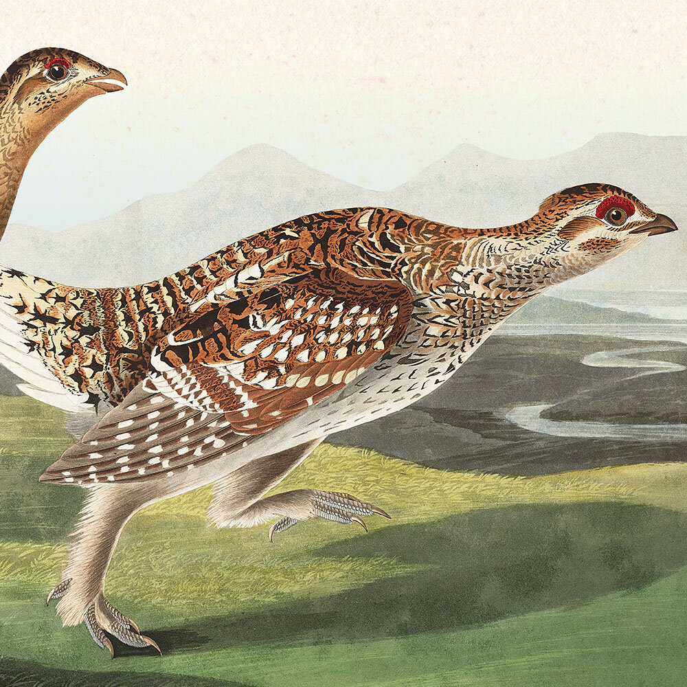 Sharp Tailed Grous Audubon Art Prints and wall decor Plate 382