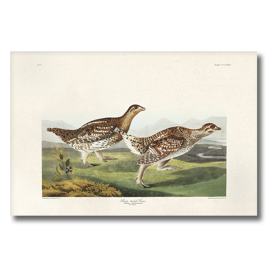 Sharp Tailed Grous | Audubon Art Prints Plate 382