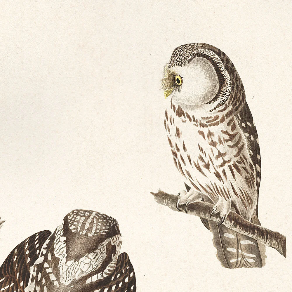Tengmalms Owl | Audubon Art Prints