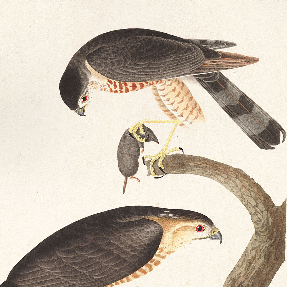 Sharp Shinned Hawk Audubon Art Prints and Wall Decor Plate 374