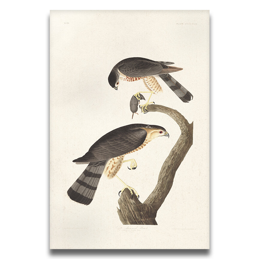 Sharp Shinned Hawk | Audubon Art Prints and Wall Decor Plate 374