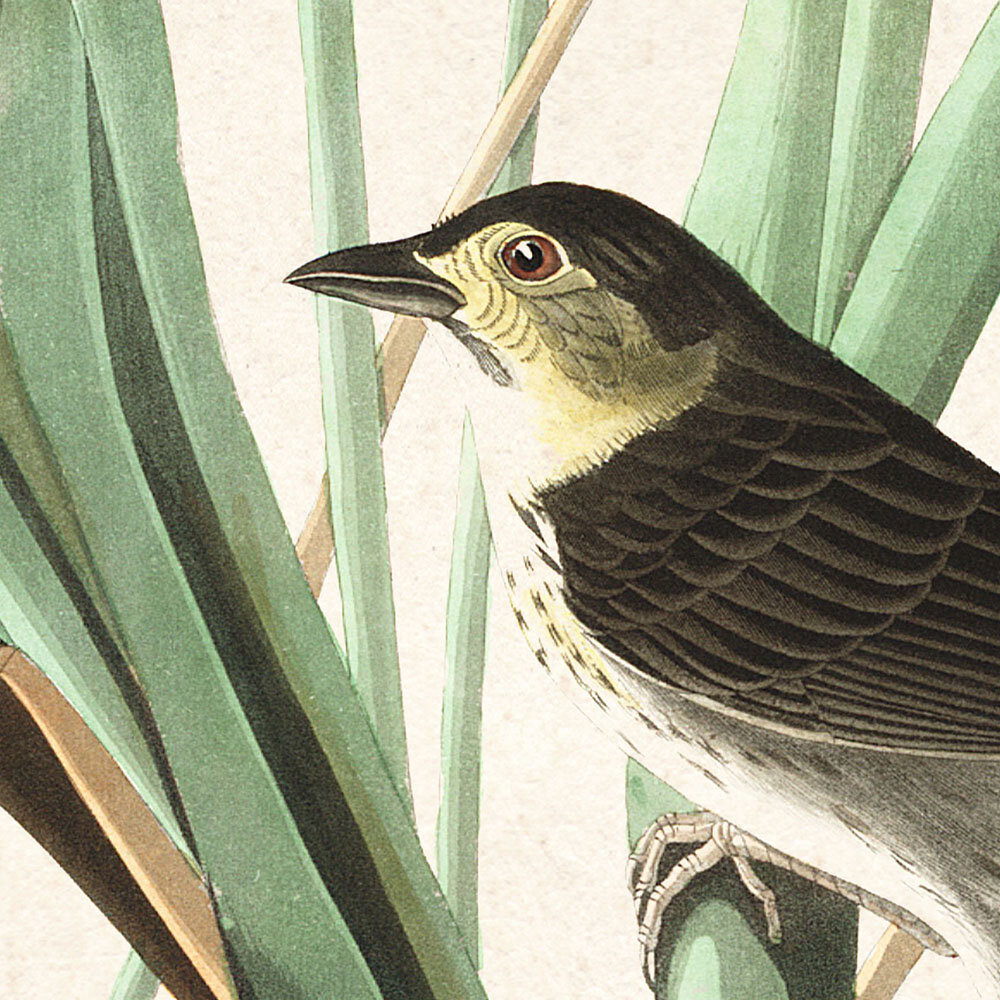 MacGillivrays Finch Audubon Art Prints and wall decor Plate 355