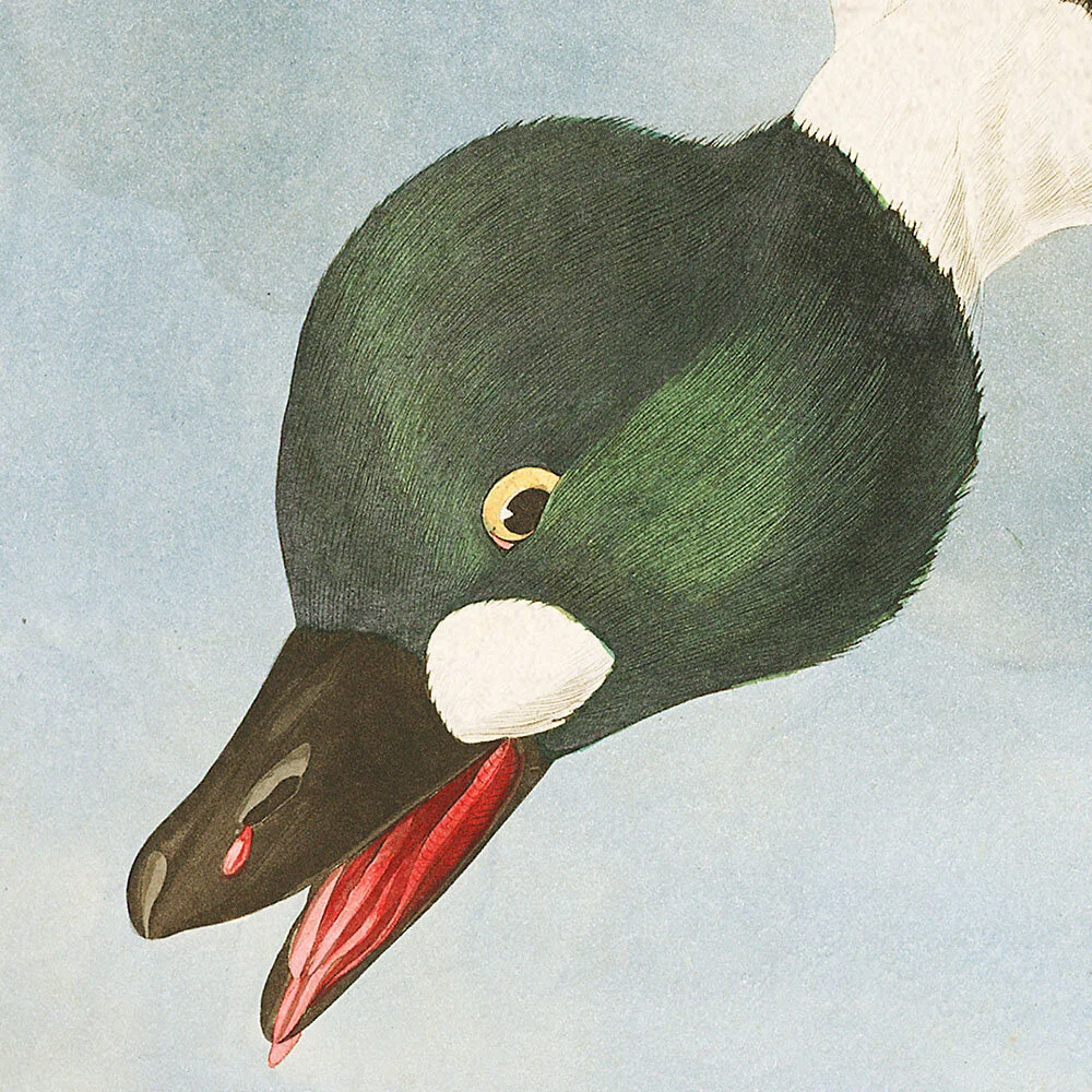 Golden Eyed Duck | Audubon Art Prints Plate 342