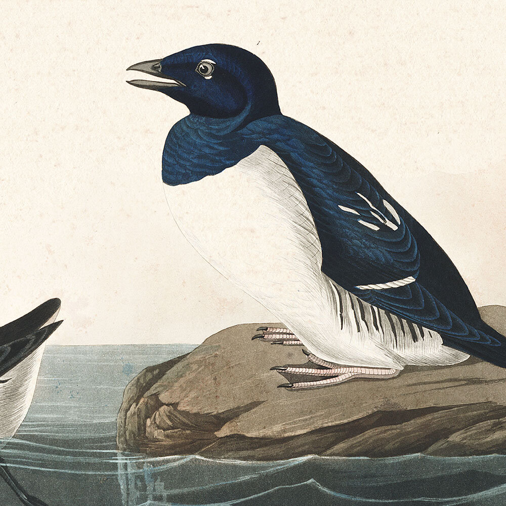 Little Auk Audubon Art Prints and Wall Decor Plate 339