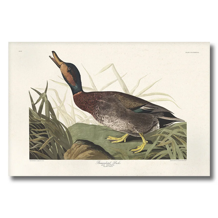 Bemaculated Duck | Audubon Art Prints Plate 338