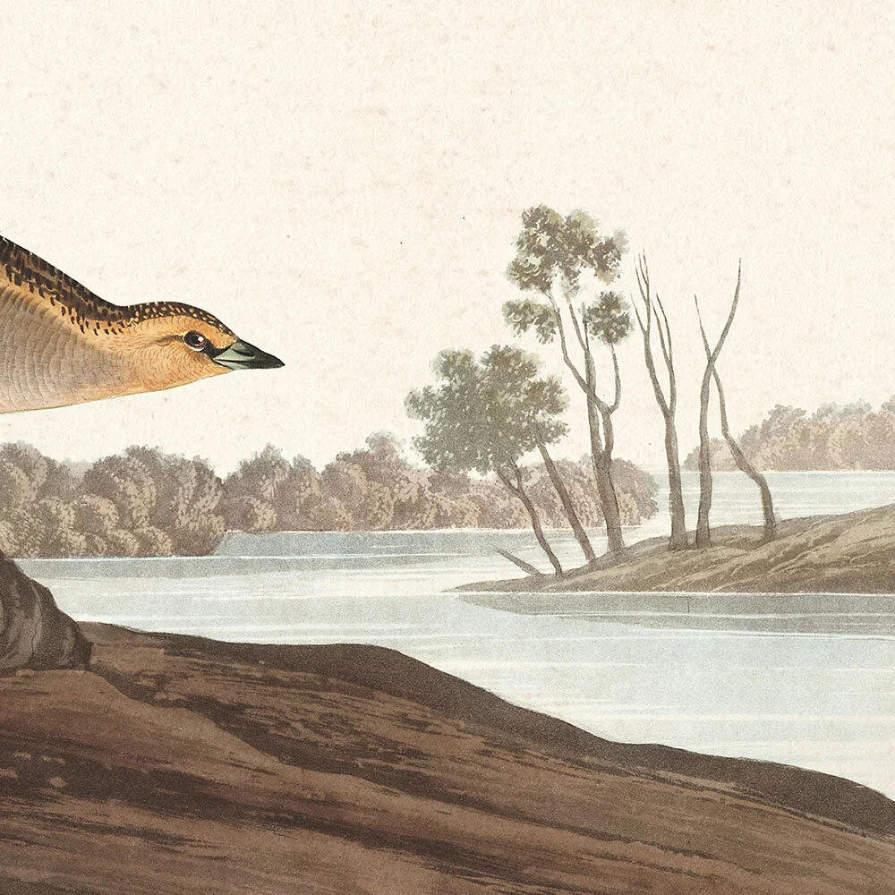 Yellow Breasted Rail | Audubon Art Prints