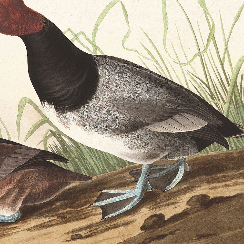 Red Headed Duck Audubon Art Prints Home Wall Office Decor Plate 322