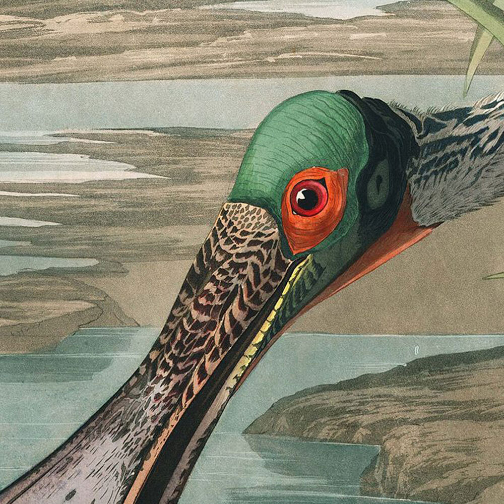 1942 Vintage AUDUBON BIRDS #112 DOWNY WOODPECKER" WOW Color Art Plate Lithograph 