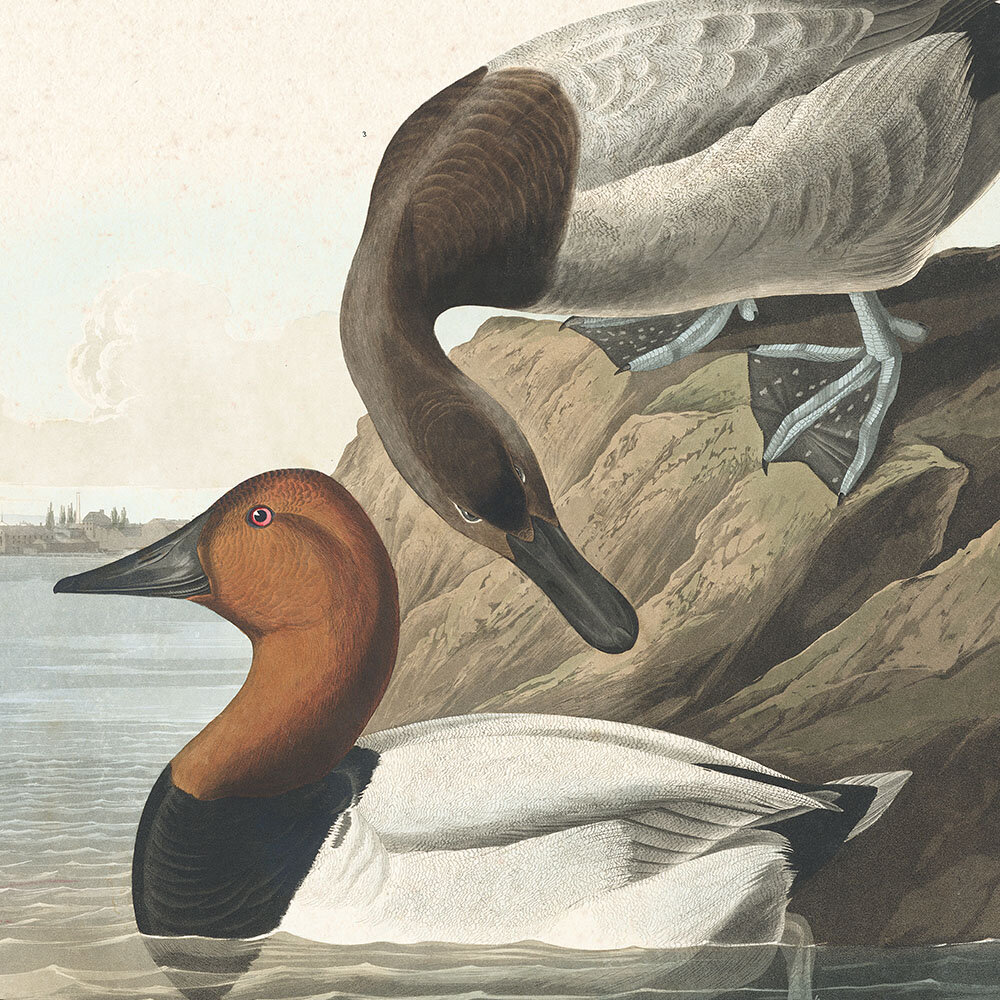 Canvas Back Duck | Audubon Art Prints