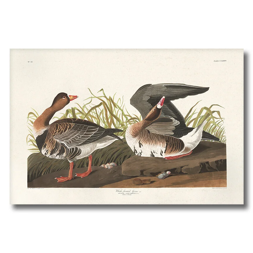 White Fronted Goose Audubon Art Prints Home Office Wall Decor Plate 286