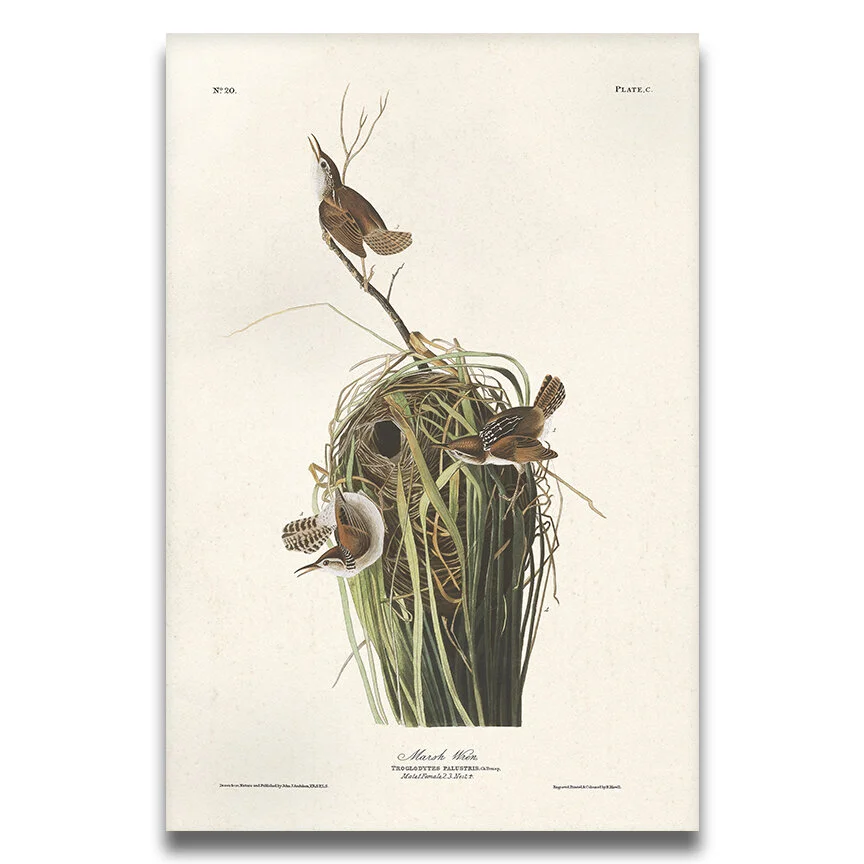 Marsh Wren Audubon Art Prints Home Cabin Office Kitchen Decor Plate 100