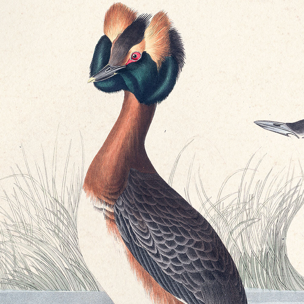 Horned Grebe Audubon Art Prints Home Office Wall Decor Plate 259