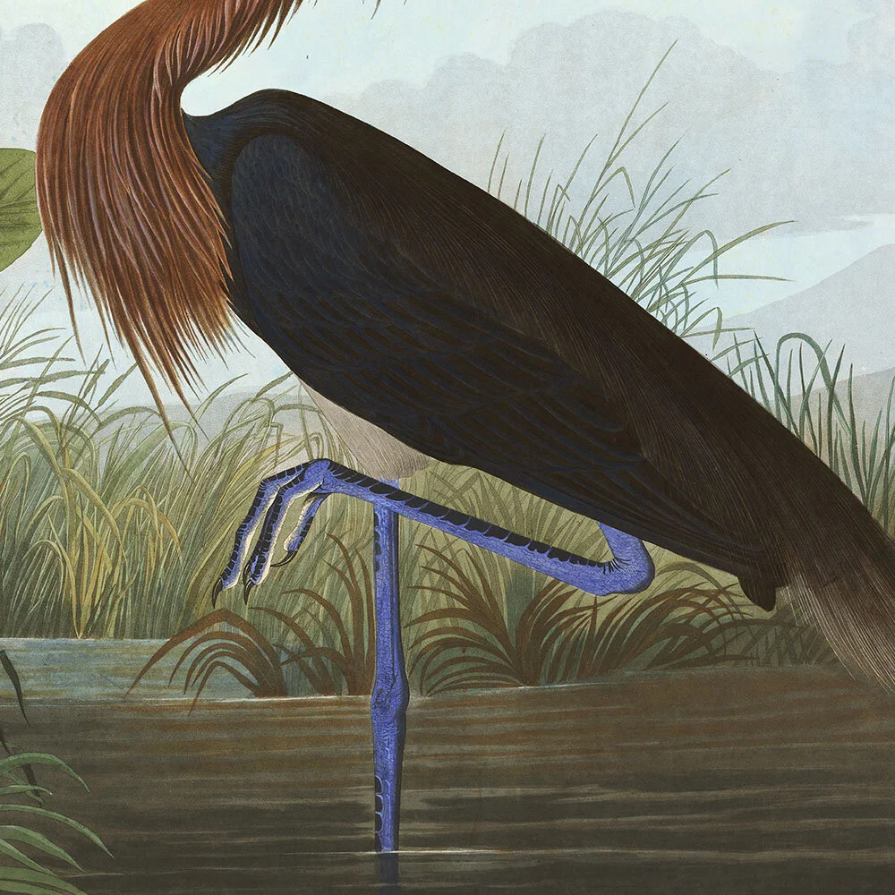 Purple Heron Plate American art