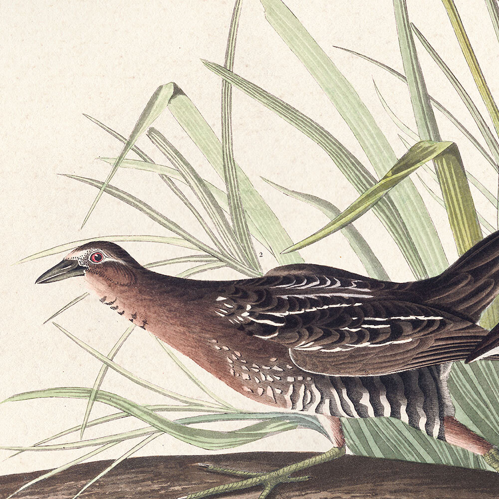 Sora or Rail Audubon Art Prints Home Office Wall Decor Plate 233